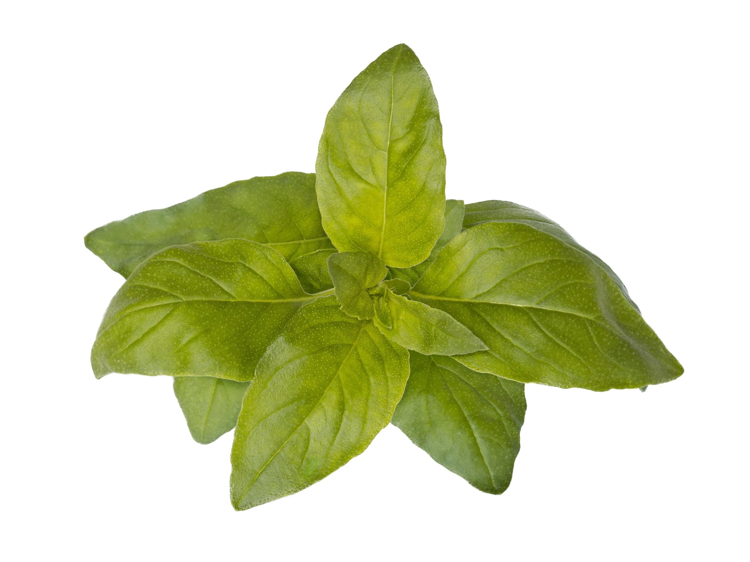 Click & Grow Plant Pods (Herbs)