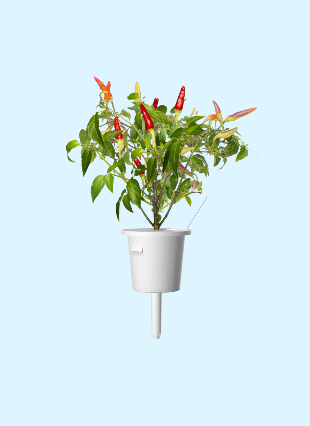 Click & Grow Plant Pods (Fruits)
