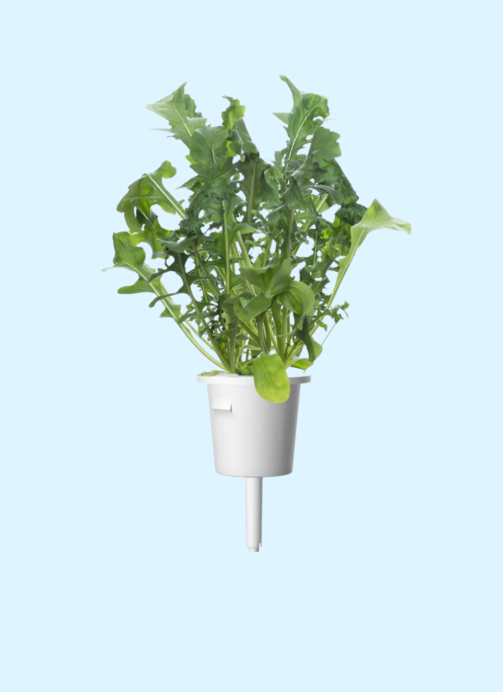 Click & Grow Plant Pods (Greens)