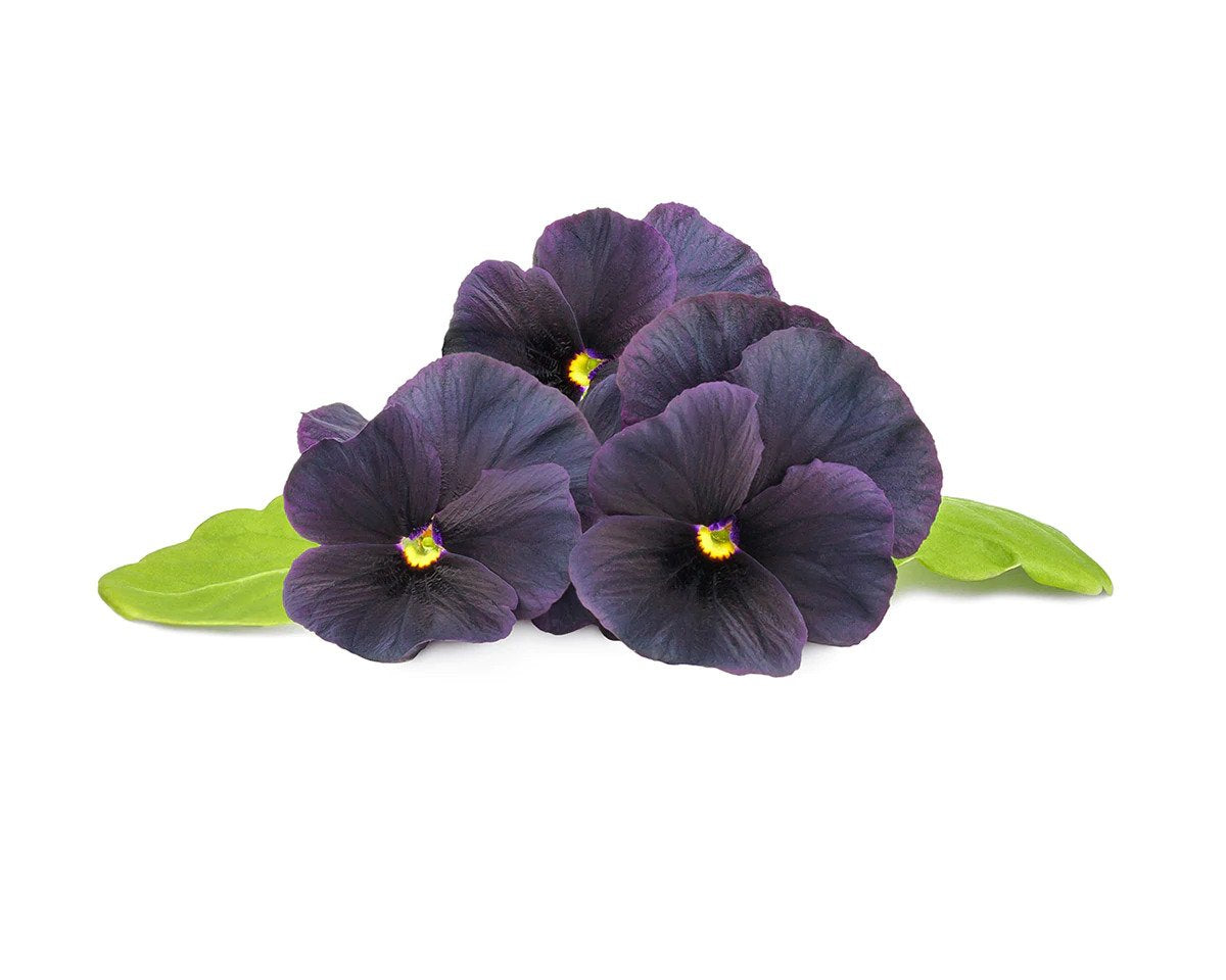 Click & Grow Plant Pods (Flowers)