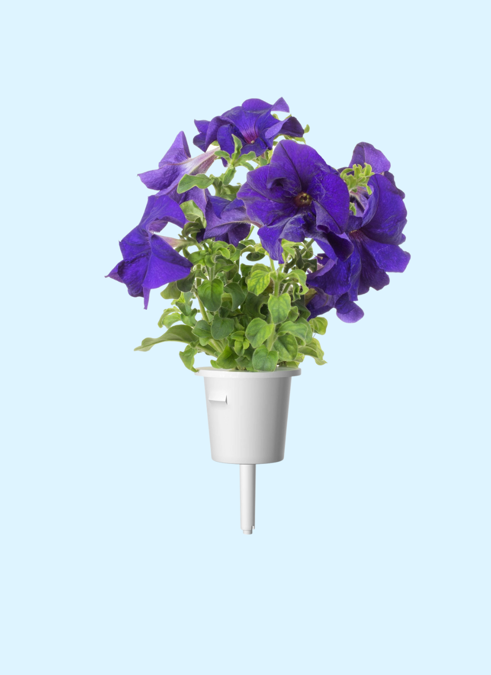 Click & Grow Plant Pods (Flowers)